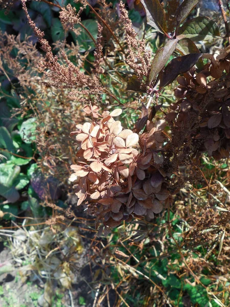 Suszone Odbarwione Brązowe Kwiatostany Hydrangea Paniculata Wśród Innych Roślin Jesiennym — Zdjęcie stockowe