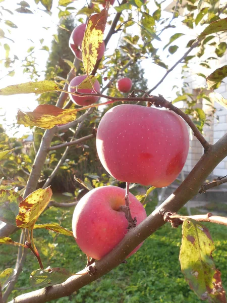 Jasné Šťavnaté Krásné Zralé Jablka Koruně Mladé Jabloně Podzim Pozadí — Stock fotografie