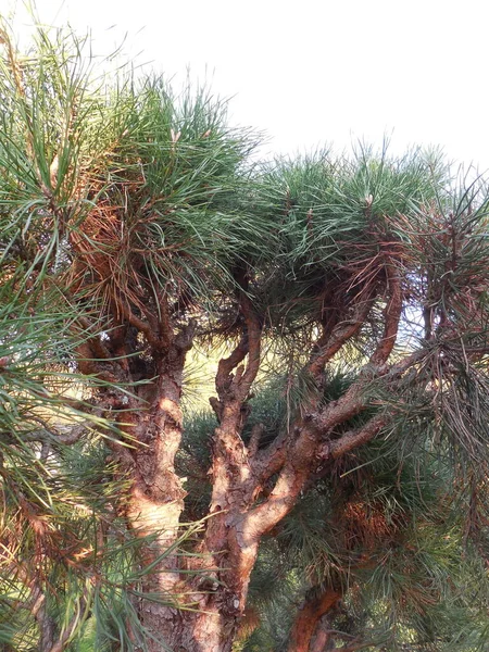 stock image Common pine (Pinus sylvestris L.), a plant formed, compact, with frequent pruning and shortening of branches. View of the crown from the inside before removing dry needles.