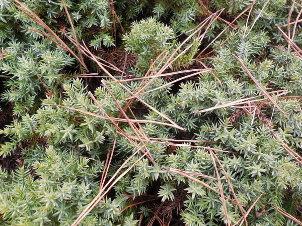 Abgefallene Nadeln Nadeln Der Kiefer Pinus Auf Wacholder Juniperus Mit — Stockfoto