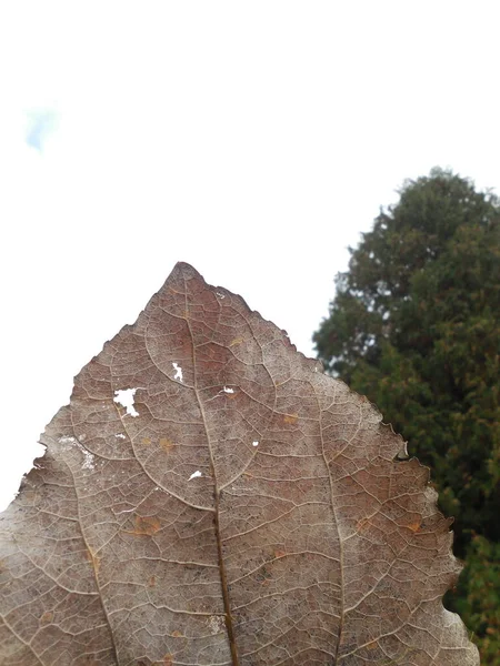 Populus Tremula Tree 가을에 떨어졌다 시트의 표면은 갈라지고 찢어져 모양은 — 스톡 사진