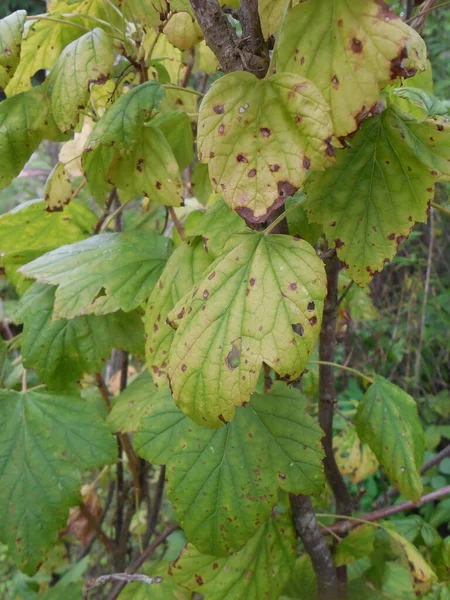 黒スグリ Ribes Nigrum の葉に茶色と黄色の斑点があり 斑点があります 感染症の兆候 植物問題 炭疽菌スグリまたはセプトリアリビス — ストック写真