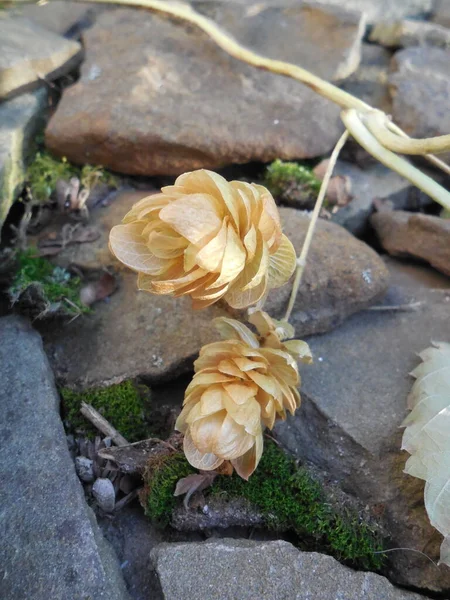 Vackra Torra Blomstã Llningar Humle Vinstockar Med Frã Humulus Lupulus — Stockfoto