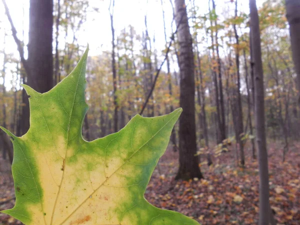 Gelb Grünes Ahornblatt Acer Herbst Während Des Laubfalls Vor Dem — Stockfoto