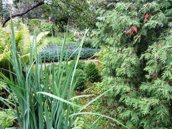 Fragment Beau Jardin Avec Des Plantes Ornementales Iris Sibérien Iris — Photo