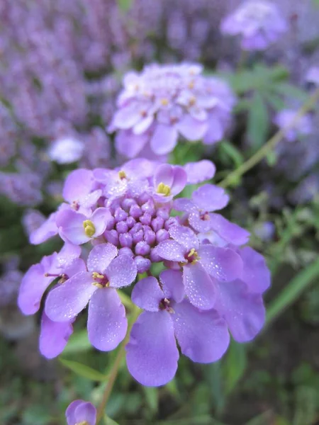 Blek Lila Iberis Daggdroppar Bakgrund Blommande Timjan Thymus Liknande Nyans — Stockfoto