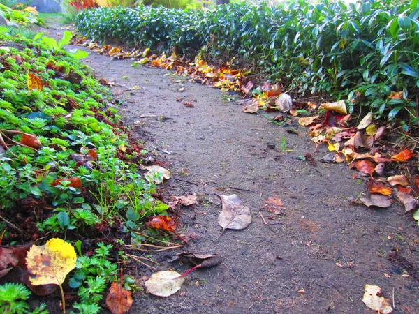 Uma Pista Terra Jardim Parque Outono Nas Bordas Caminho Monte — Fotografia de Stock