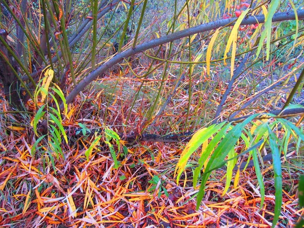 Восени Жовте Листя Літає Верби Salix Viminalis — стокове фото