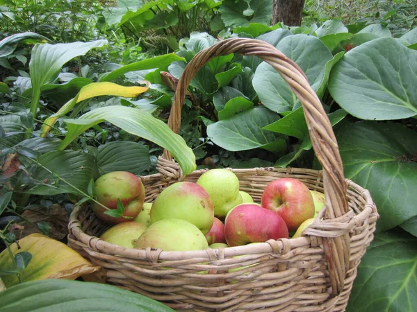 在一个种满美丽植物的花园里 有一大篮枝条 有成熟的苹果 — 图库照片