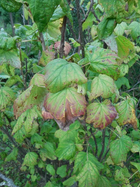 Brun Och Gul Fläck Bladen Svarta Vinbär Ribes Nigrum Spotting — Stockfoto