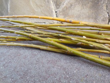 Verandada, söğüt dalları (tükürük) el işi için kesilir (el yapımı)).