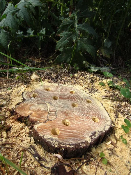 Большой Пень Старого Распиленного Дерева Дыры Изготавливаются Поверхности Гербицидов Предотвратит Стоковое Фото