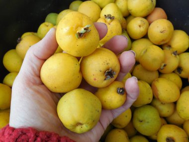 Açık sarı olgun elmalar Japon ayva (Chaenomeles japonica) meyveleridir).