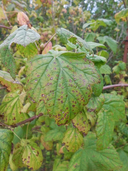 Taches Brunes Jaunes Sur Les Feuilles Cassis Ribes Nigrum Taches — Photo