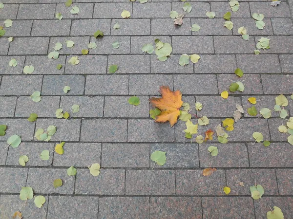 Bright Leaves Lime Tilia Maple Acer Fallen Autumn Paving Rectangular — Stock Photo, Image