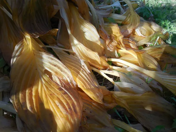 Foglie Hosta Traslucide Gialle Funkia Dopo Gravi Gelate Giardino Autunno — Foto Stock