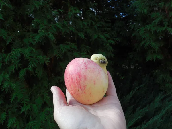 Apple Irregular Abnormal Unusual Deformed Shape Fruit Consists Two Fused — Stock Photo, Image