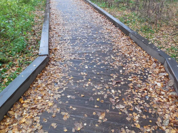 Gelbe Birkenblätter Und Trockene Kiefernnadeln Liegen Auf Einem Nassen Bretterboden — Stockfoto