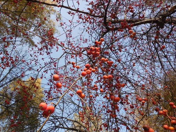 木の冠にはリンゴの木 マルス があり そこから葉は秋に飛んできた 多くの小さな赤ピンクのリンゴがあります 青い空に対する庭の美しい断片 — ストック写真