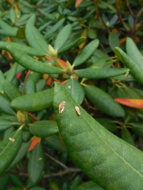 Sonbaharda yemyeşil bir çalı. Yeşil yaprakların arasında, kırmızı yapraklar görülebiliyor, yaprakların üzerinde thuja tohumları var, komşu büyüyen bir ağaçtan fırlamış..