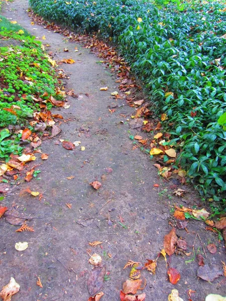 Een Onverharde Weg Een Tuin Park Herfst Aan Randen Van — Stockfoto