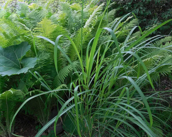 Beautiful Decorative Deciduous Herbaceous Plants Garden Composition Miscanthus Grass Large — Stock Photo, Image