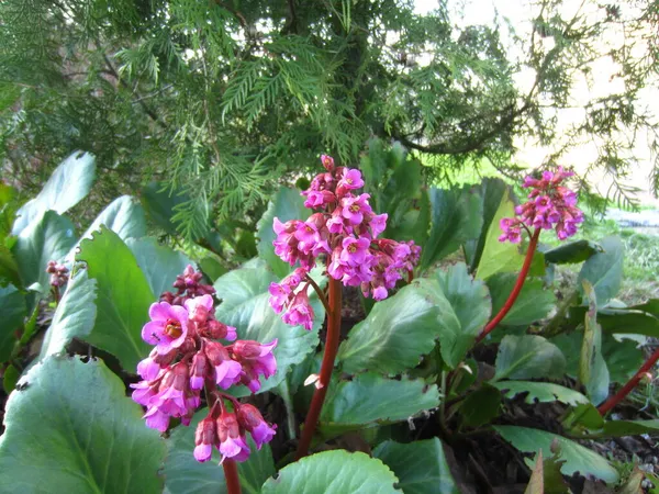 Badan Cordifolia Bergenia Cordifolia Ren Blommar Ljus Rosa System Mot — Stockfoto