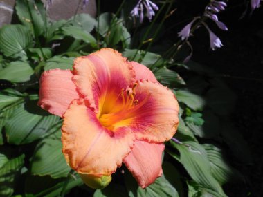 Bir hosta 'nın (Funkia) yeşil yapraklarının arka planında parlak turuncu-pembe (somon) bir günlük çiçek (Hemerocallis)).