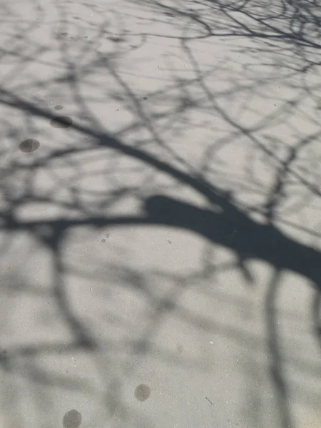 Openwork Shade Tree Branches Dry Too Clean Asphalt — Stock Photo, Image