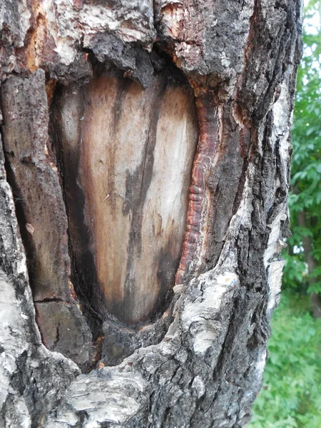 Μια Μεγάλη Πληγή Μια Σημύδα Betula Φλοιός Έχει Υποστεί Σοβαρές — Φωτογραφία Αρχείου