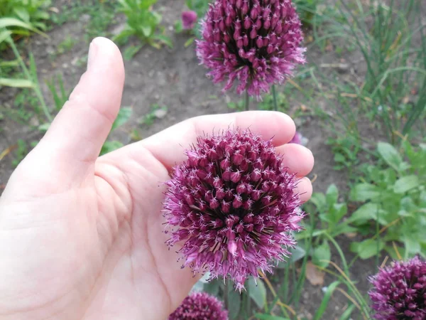 Blüte Einer Mehrjährigen Zierpflanze Zwiebelrundkopf Allium Sphaerocephalon Dunkelrosa Blütenstand Auf — Stockfoto