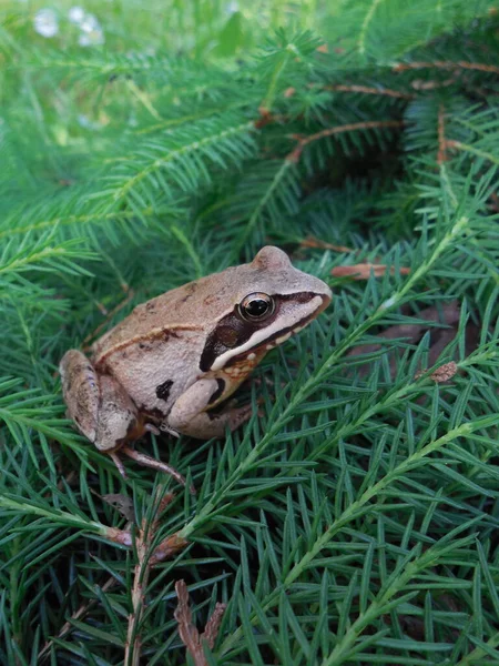 Uma Relva Rana Temporaria Saltou Sobre Coroa Abeto Jardim — Fotografia de Stock