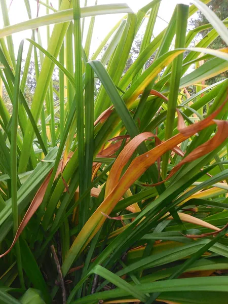 Folhas Amareladas Planta Perene Jardim Daylily Hemerocallis Fundo Folhagem Verde — Fotografia de Stock