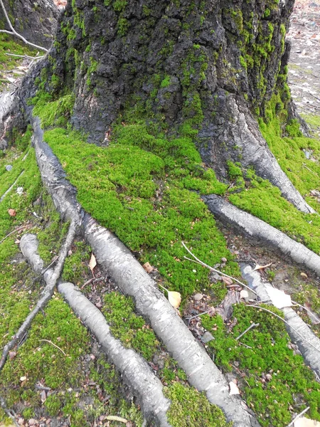 Yaşlı Bir Huş Ağacının Köklerinde Betula Parlak Yeşil Yosun Sonbaharda — Stok fotoğraf
