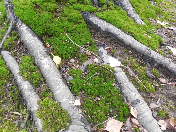 Jasny Piękny Zielony Mech Korzeniach Starego Brzozy Betula Jesienią Lesie — Zdjęcie stockowe