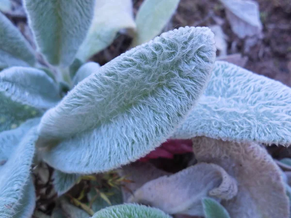 Серо Синие Мягкие Листья Многолетника Садового Растения Stachys Lanata — стоковое фото