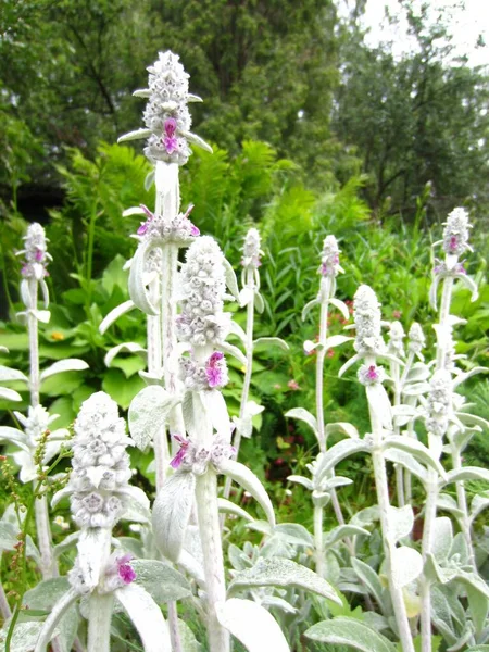 Kvetení Zahradní Rostliny Stachys Lanata Světle Šedomodré Nadýchané Výhonky Růžově — Stock fotografie