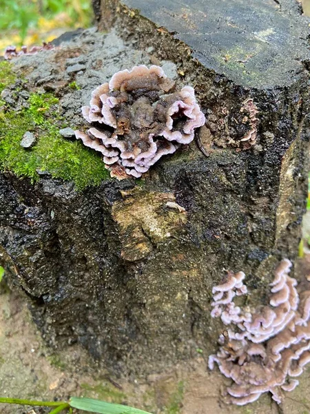 Eski Kararmış Çürük Kütük Yosun Güzel Mantarlarla Kaplıdır Pembe Kenarlı — Stok fotoğraf