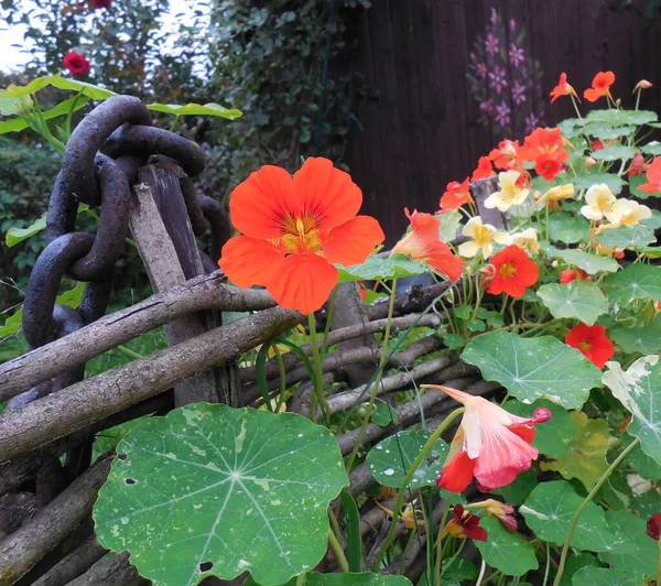 Nasturtium Tropaeolum Alaszkai Fajta Változatos Leveleivel Díszkerítésen Ágakból Szőtt Bokorhajtásokból — Stock Fotó