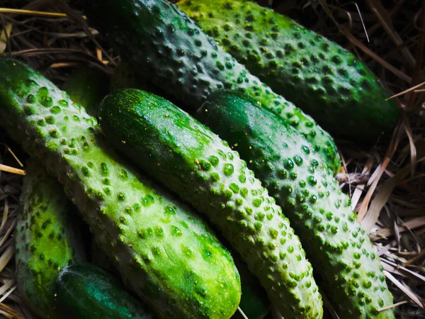 Jovens Longos Suculentos Deliciosos Pepinos Finos Pepino Grama Seca Feno — Fotografia de Stock