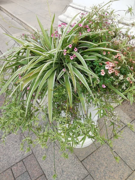 Kombinált Közös Ültetés Virágok Egy Nagy Edény Virágcserép Fűszernövények Chlorophytum — Stock Fotó