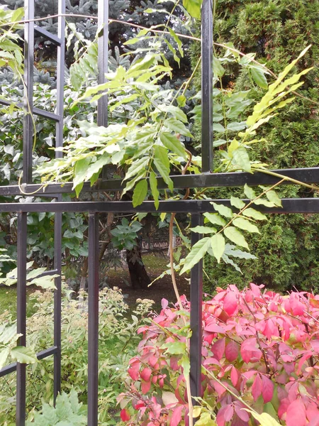 Wisteria Hermoso Jardín Otoño Dispara Sobre Soporte Metal Marco Arbusto — Foto de Stock