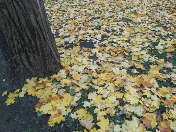 Yere Çimenlere Çimenler Sonbaharda Düşen Birçok Sarı Akçaağaç Yaprağı Acer — Stok fotoğraf
