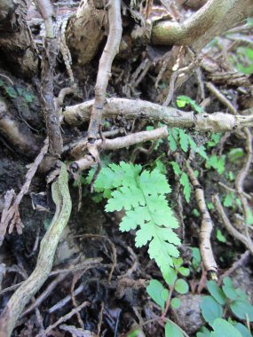 Genç orman eğreltiotları (sporlardan filizler) kökler ve engeller arasında, ormanın gölgesinde.