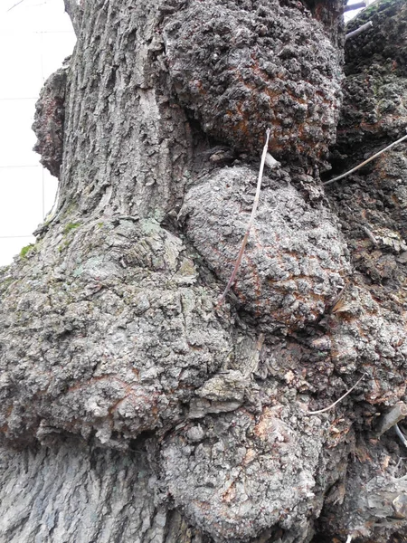 Παχύς Κορμός Ενός Παλιού Δέντρου Είναι Ένας Αμερικανικός Σφενδάμου Acer — Φωτογραφία Αρχείου