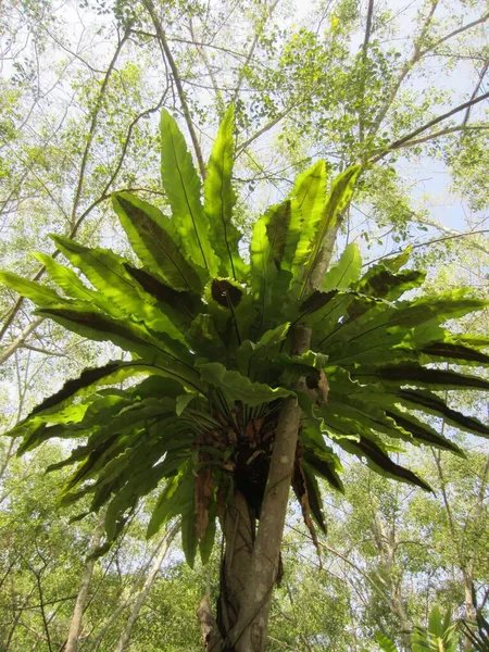 Plantas Tropicais Epífitas Grandes Samambaias Pesadas Vivem Acima Solo Árvores — Fotografia de Stock