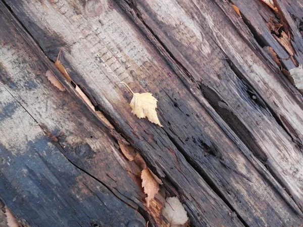 Старый Испорченный Прогнивший Мокрый Деревянный Пол Основание Открытой Местности Лесу Стоковая Картинка