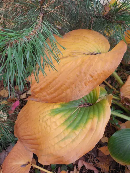 庭の多年生のホスタ Funkia の大きな葉は黄色になっています 霜の後の秋の庭 — ストック写真