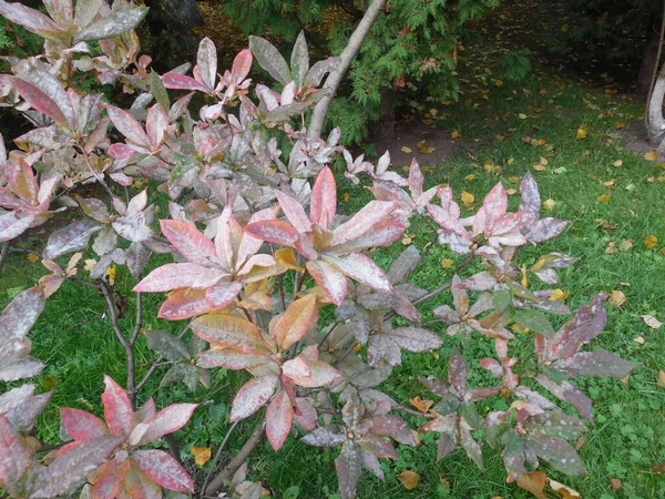 Deciduous Rhododendron Azalea Autumn Leaf Fall Leaves Reddened Affected Fungal — Stock Photo, Image