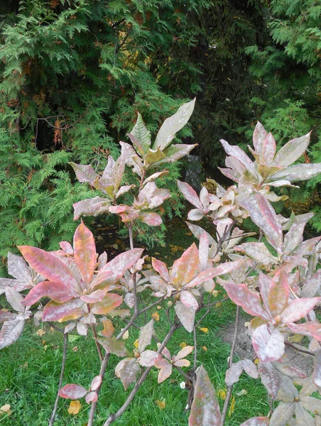 Rhododendron Feuilles Caduques Azalée Automne Avant Chute Des Feuilles Les — Photo